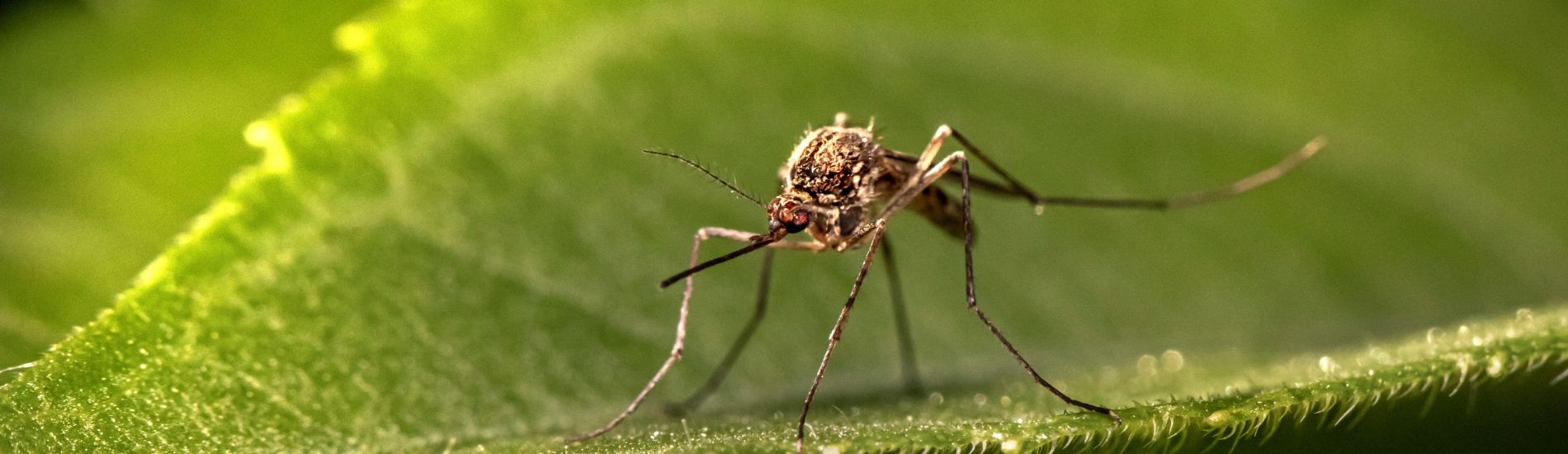 Είναι επικίνδυνα τα κουνούπια;