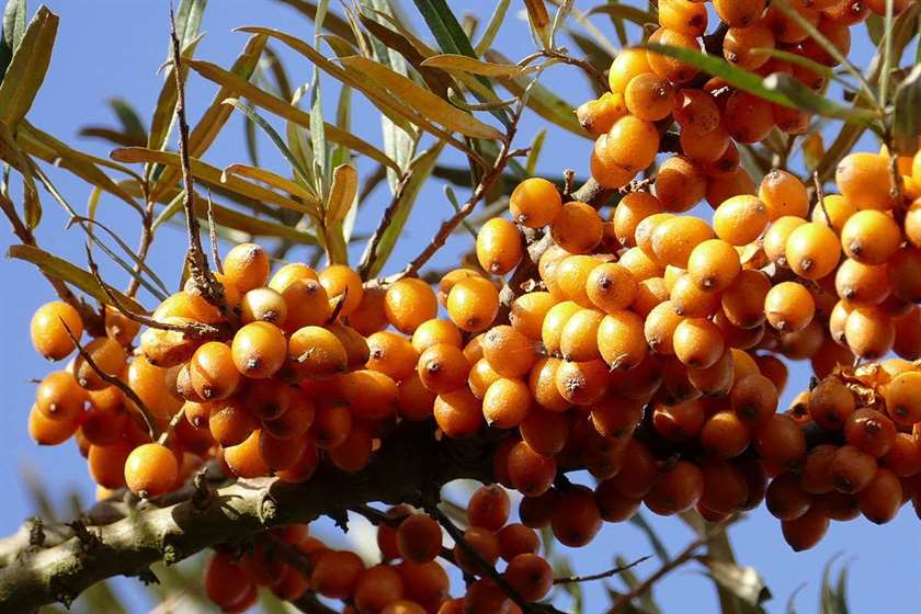 ιπποφαές, βιταμίνη C, βιταμίνη Ε, χοληστερόλη, αμινοξέα