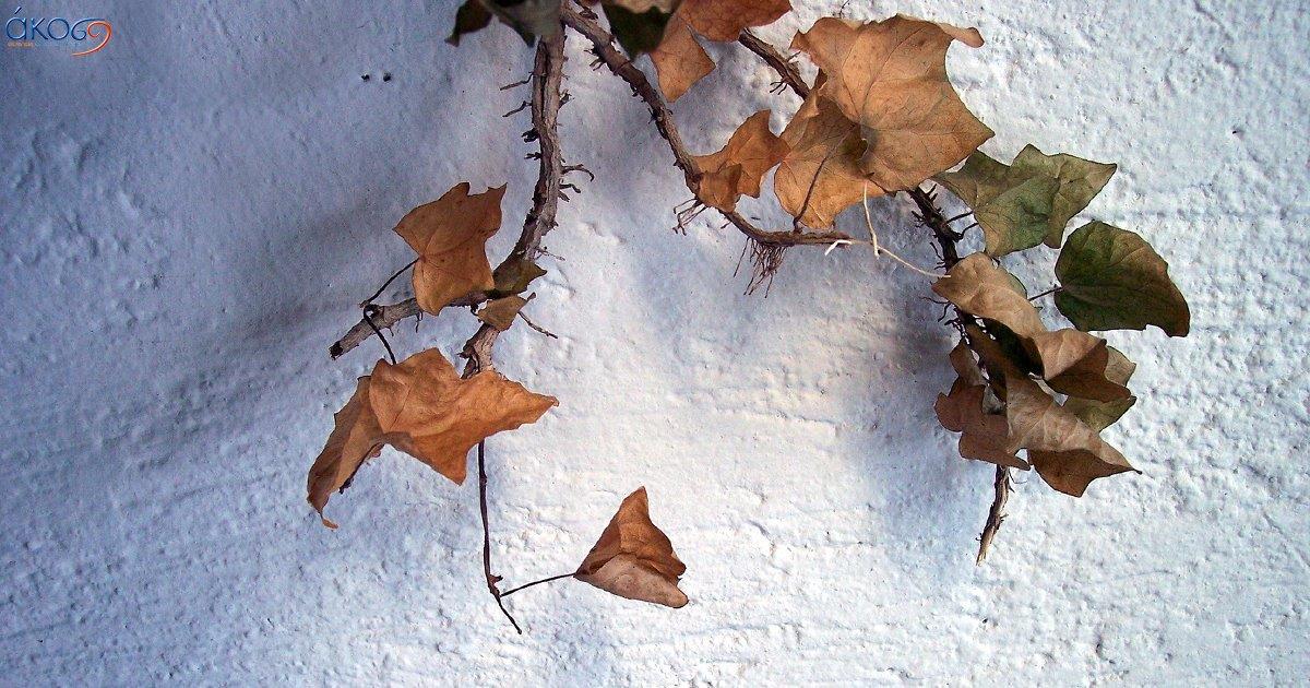 Φθινόπωρο και κρυολόγημα
