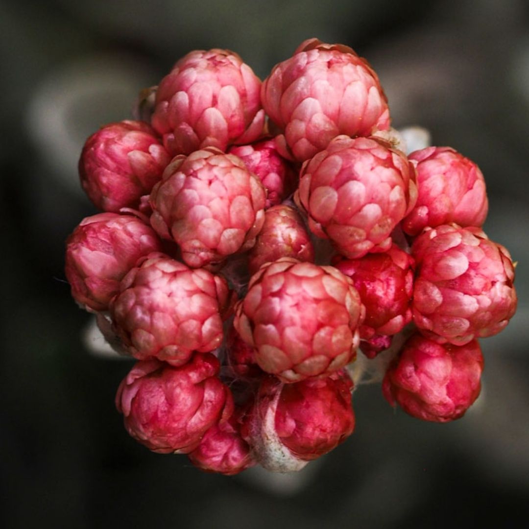 «ΑνθΙζω με την ΑΚΟΣ» στON ΥΜΗΤΤΟ