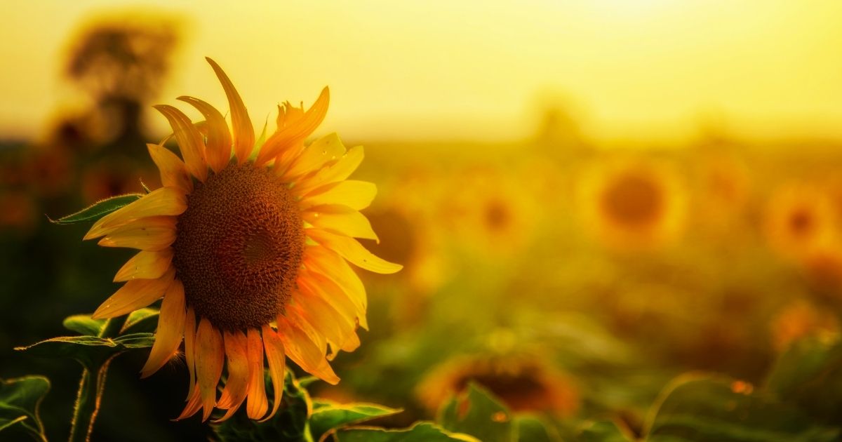 Τα… παυσίπονα της φύσης